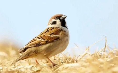 Птиците в земеделските земи продължават да намаляват с тревожни темпове