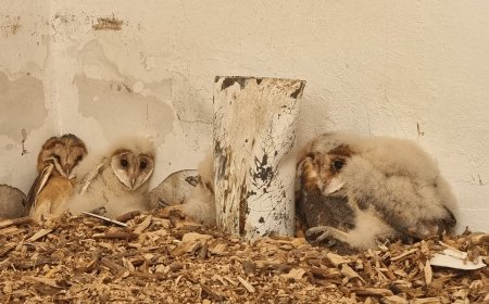 Зооцентърът спаси, отгледа и пусна на свобода рядък вид сови