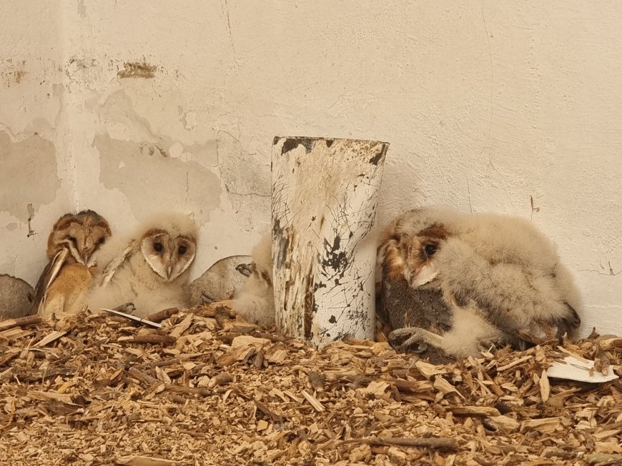 Зооцентърът спаси, отгледа и пусна на свобода рядък вид сови