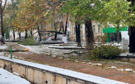Два екипа от общината и един на пожарната разчистват падналите дървета в Добрич
