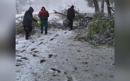 Паднали дървета са затворили улици в Добрич, работи се по премахването им