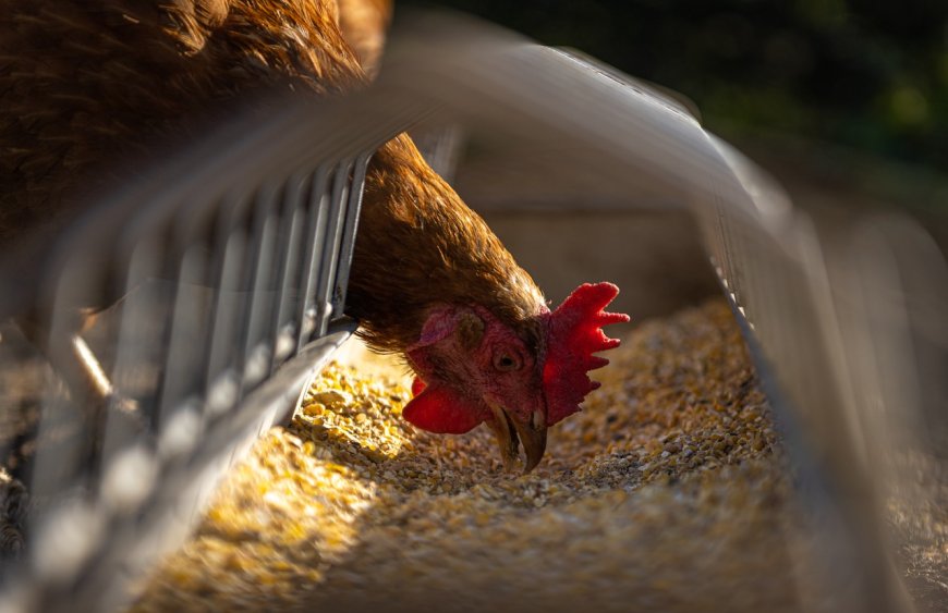 Второ огнище на птичи грип в най-голямата птицеферма у нас „Яйца и птици Зора“