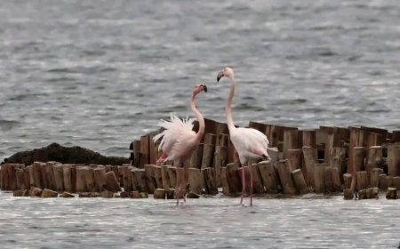 Преброяване на зимуващите  водолюбиви птици в България