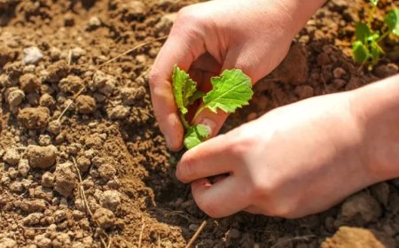 16 януари - Международен ден на растителната защита