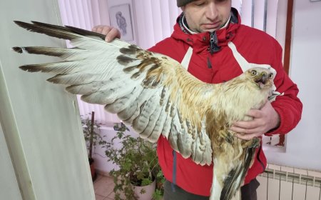 Белоопашат мишелов, блъснат от кола, е спасен от специалистите в Зоо-центъра