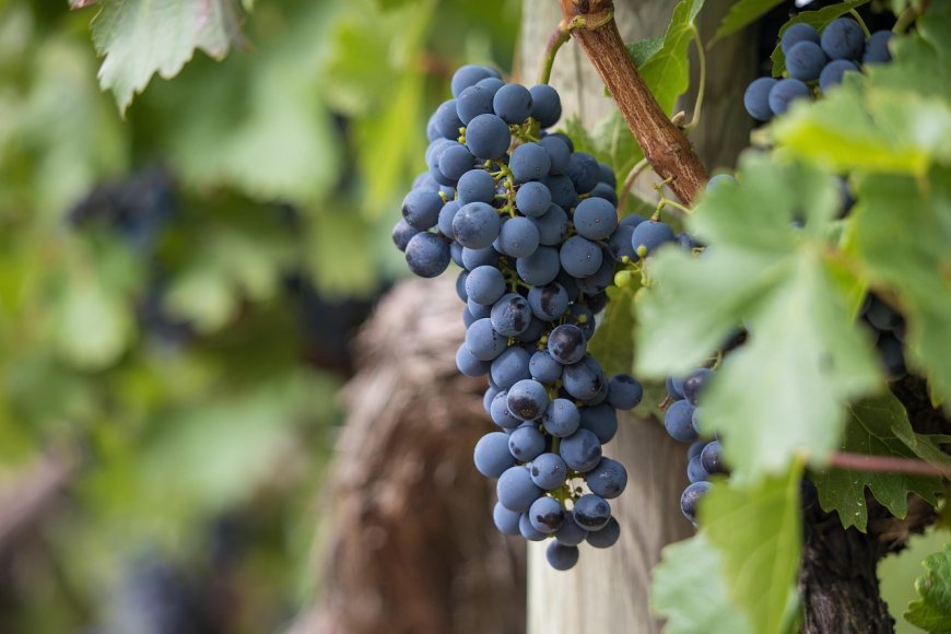 До 15 февруари е отворен прием на заявления по интервенциите „Инвестиции в лозаро-винарския сектор“ и „Инвестиции в екологични съоръжения“