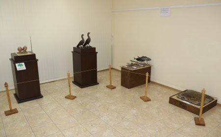 „Оживялата изложба“ с редки птици представя Историческия музей в Генерал Тошево