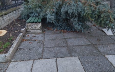 Укрепиха дърветата, които пострадаха от бурните ветрове