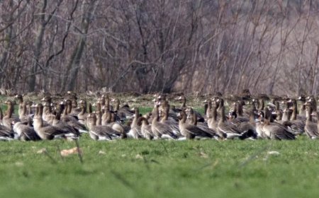 Рядък вид за България птица е регистриран в района на Дуранкулашкото езеро