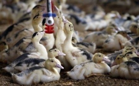Птичи грип е установен във ферма с 9 500 патици мюлари