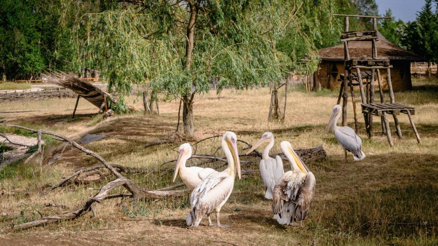 Два млади розови пеликана намериха подслон в Зооцентъра в Добрич