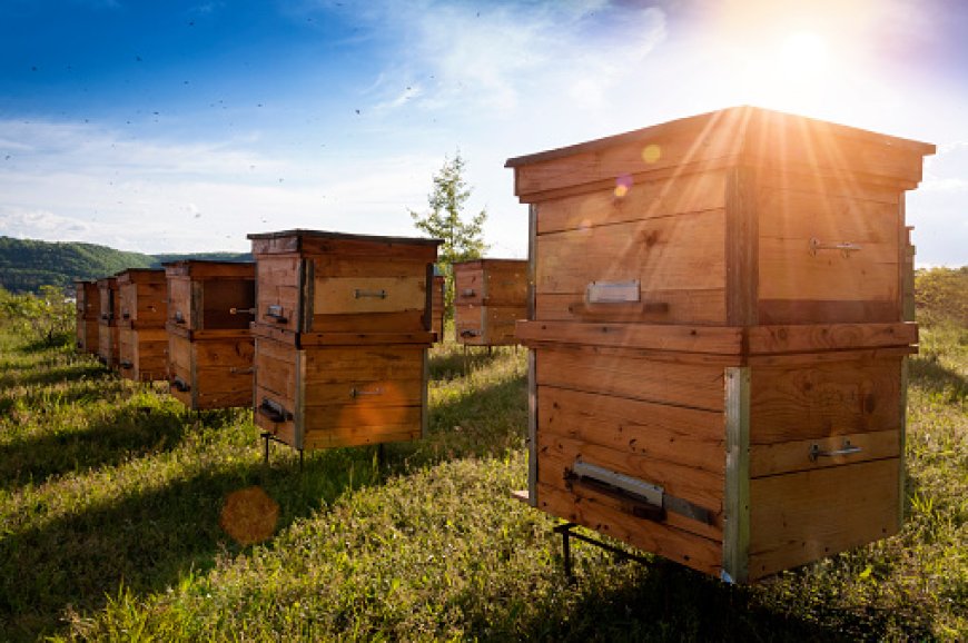 ДФЗ приема документи за подпомагане на пчеларите