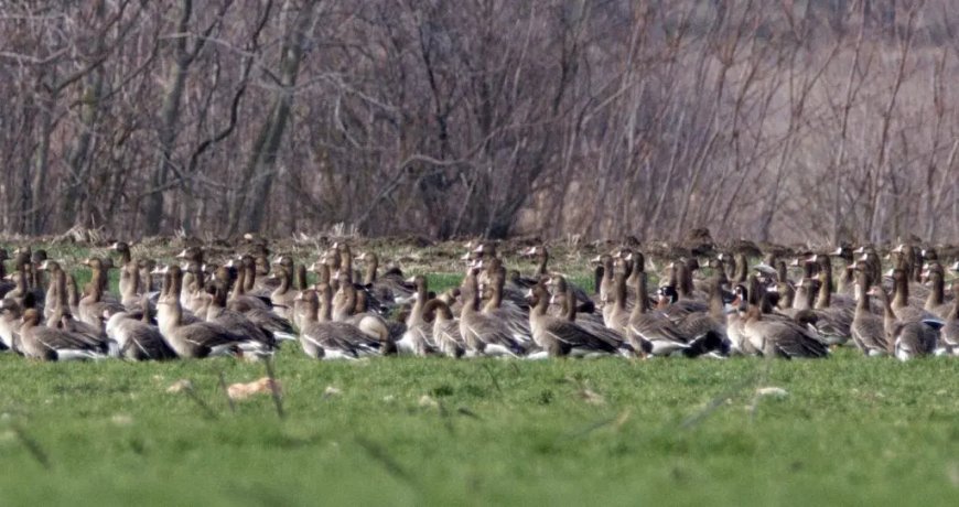 Рядък вид за България птица е регистриран в района на Дуранкулашкото езеро