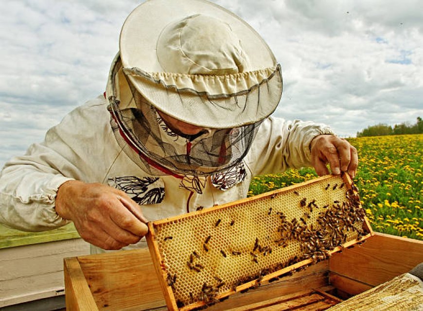 Кредити за пчелари ще отпуска ДФ "Земеделие"