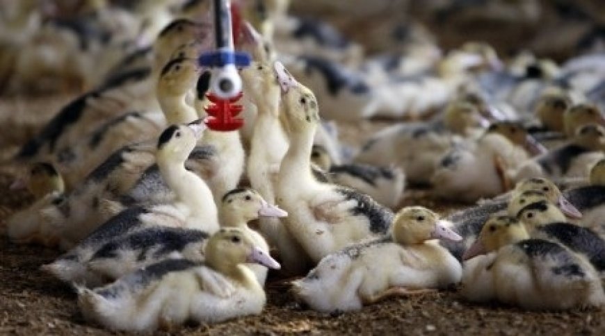 Птичи грип е установен във ферма с 9 500 патици мюлари