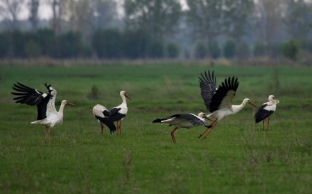 БДЗП с дарителска кампания в защита на белия щъркел