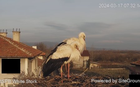 Неизвестен отряза кабелите на камерата, която излъчва на живо от щъркеловото гнездо в Драгушиново