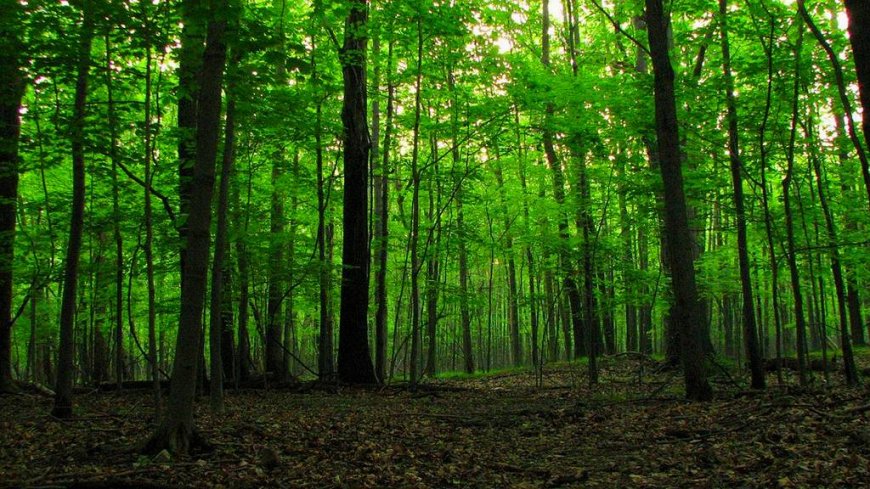 „Горите и иновациите“ е мотото на тазгодишния Международен ден на горите