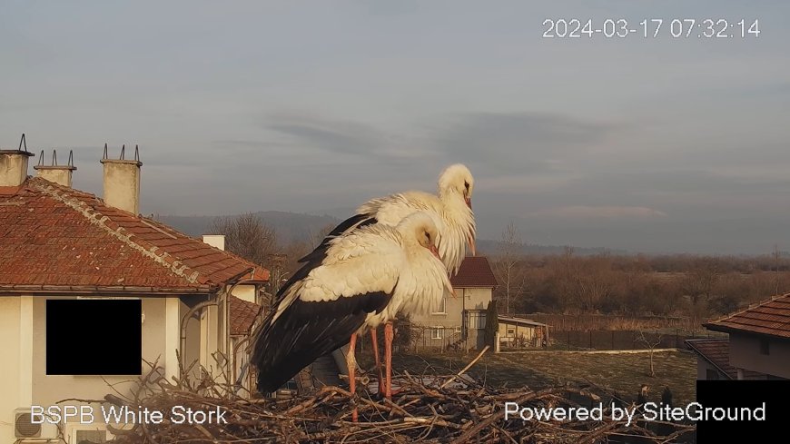 Неизвестен отряза кабелите на камерата, която излъчва на живо от щъркеловото гнездо в Драгушиново