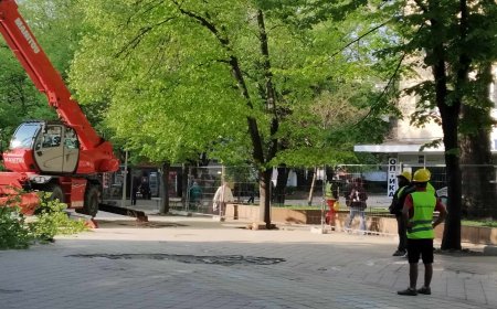 Започна премахване на дърветата в централната градска част /снимки/