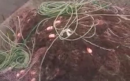 Бракониерски мрежи установиха служители на ИАРА в района на Шабла