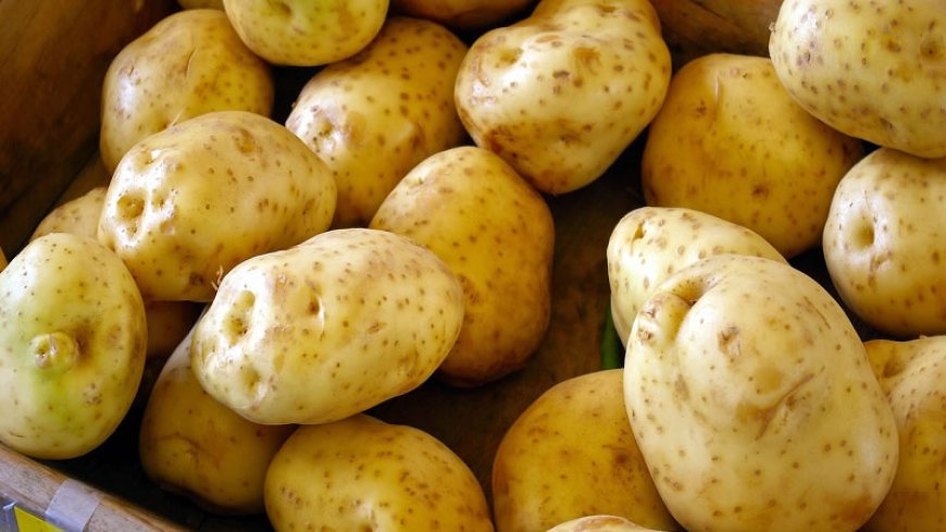 Отпускат 2 млн. лева на картофопроизводителите за борба с вредителите