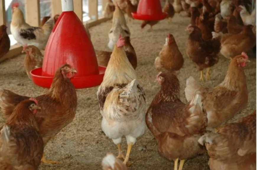 Предприемат спешни мерки за спиране на разпространението на Инфлуенца А по птиците у нас