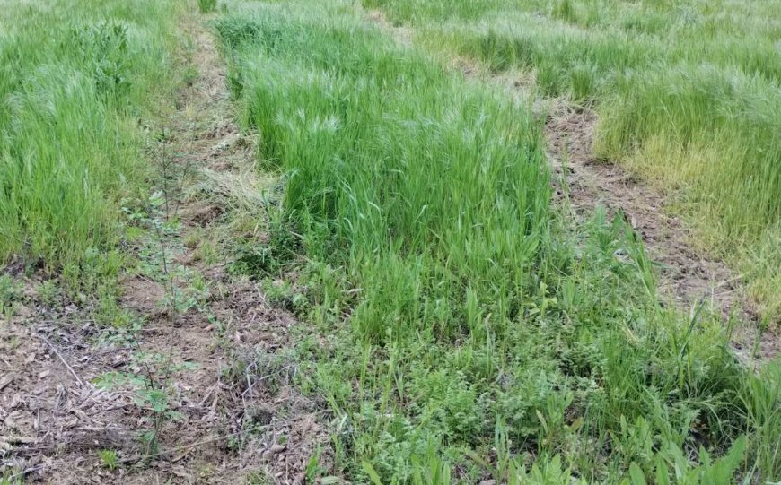 796 декара с нови гори на територията на СИДП