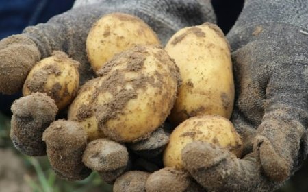 С общо 13 млн. лева ще бъдат подпомогнати производителите на картофи, черупкови плодове и гъби