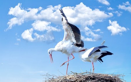 Предстои осмото преброяване на белия щъркел в България