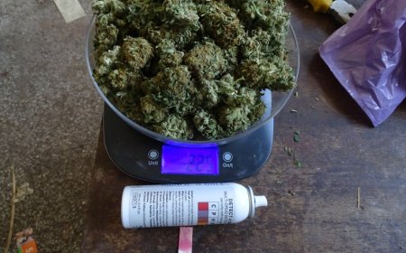 Съдът остави под стража двама мъже, отглеждали и държали марихуана в Тервелско