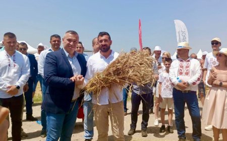 Над 6 млн. тона е очакваната реколта от пшеница за 2024 г. у нас