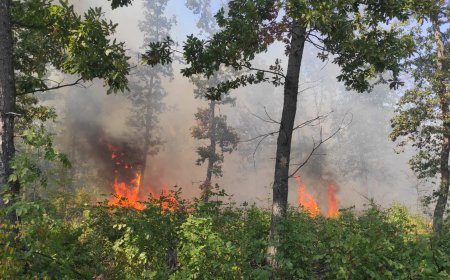 Пламна широколистна гора в землището на каварненското село Видно