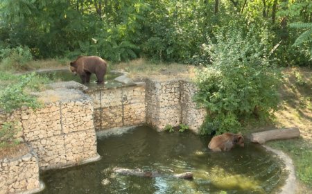 Зооцентърът  в Добрич разхлажда животните с плодов сладолед