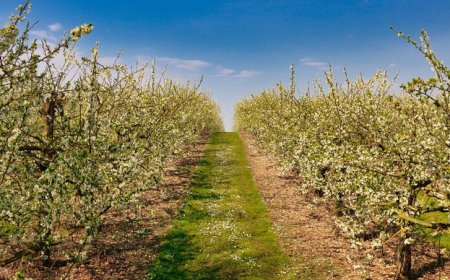 Определени са ставките по три еко схеми за Кампания 2023 г.