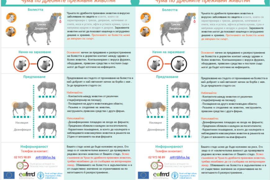 БАБХ с денонощен телефон за сигнали за нарушение на мерките срещу навлизането на чума по дребните преживни животни