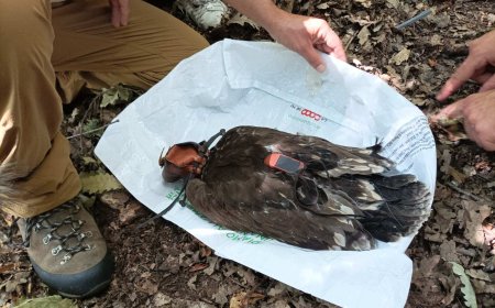 Земеделци ще се учат как да опазват застрашени видове птици