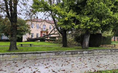 Буря изкорени дърво пред кметството в село Победа
