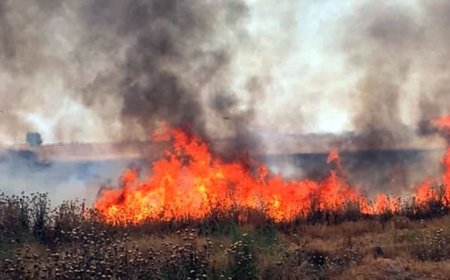 С 1,9 млн. лв. компенсират земеделските стопани за щетите от пожарите през 2024 г.