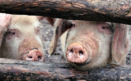Огнище на африканска чума в Южна Румъния – започва масово евтанизиране на животните