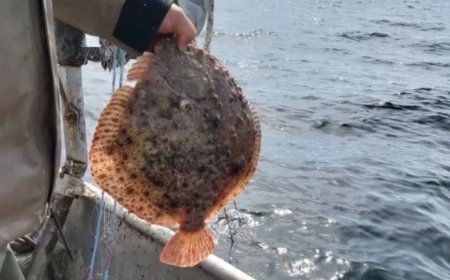 Увеличение на квотата за улов на калкан в Черно море с 10% за България