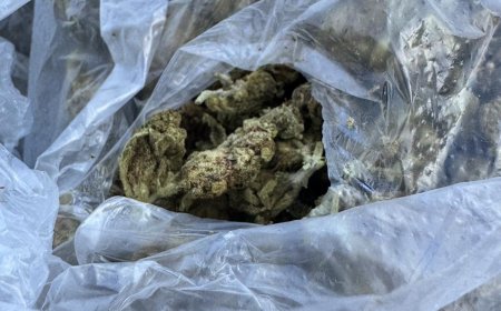 Специализирана операция на полицията в Добрич разкри значителни количества канабис