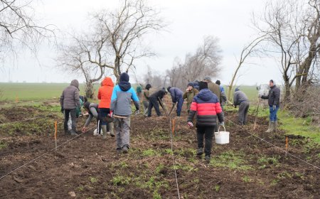 НАЗ стартира благотворителна кампания за залесяване на 20 декара с червен дъб край Балчик
