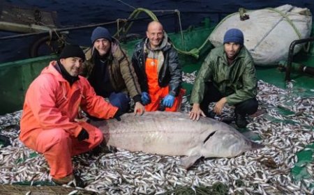 Уловиха 160-килограмова есетра в Черно море край нос Емине