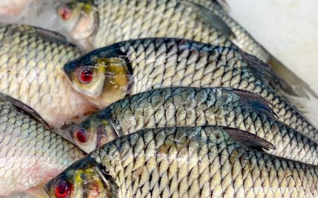 Колко струва шаранът за Никулден и как да разпознаем дали е пресен