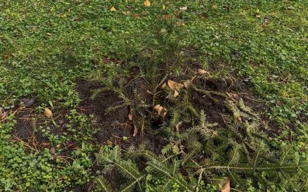 Вандализъм в Шабла: Пречупени елхи в двора на СУ „Асен Златаров“