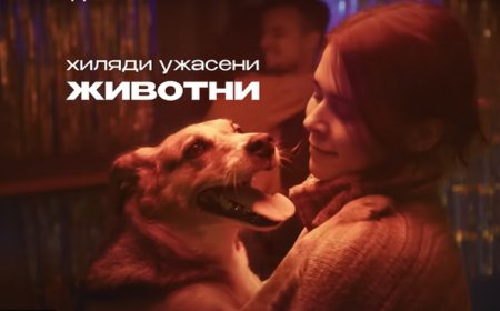 Фондация "Четири лапи" отново призовава за празници без фойерверки