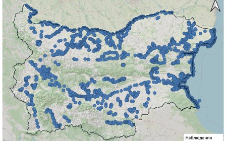 90 вида и близо 250 000 птици са преброени у нас по време на Среднозимно преброяване на водолюбивите птици