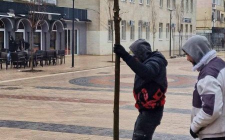 Започна засаждането на нови дървета в центъра на града