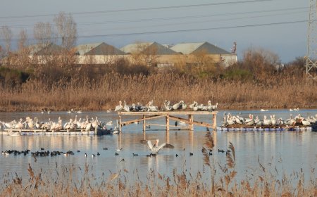 След близо 80 години къдроглави пеликани загнездиха в района на Бургас